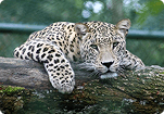 Images List Image Generator Banner Image 6